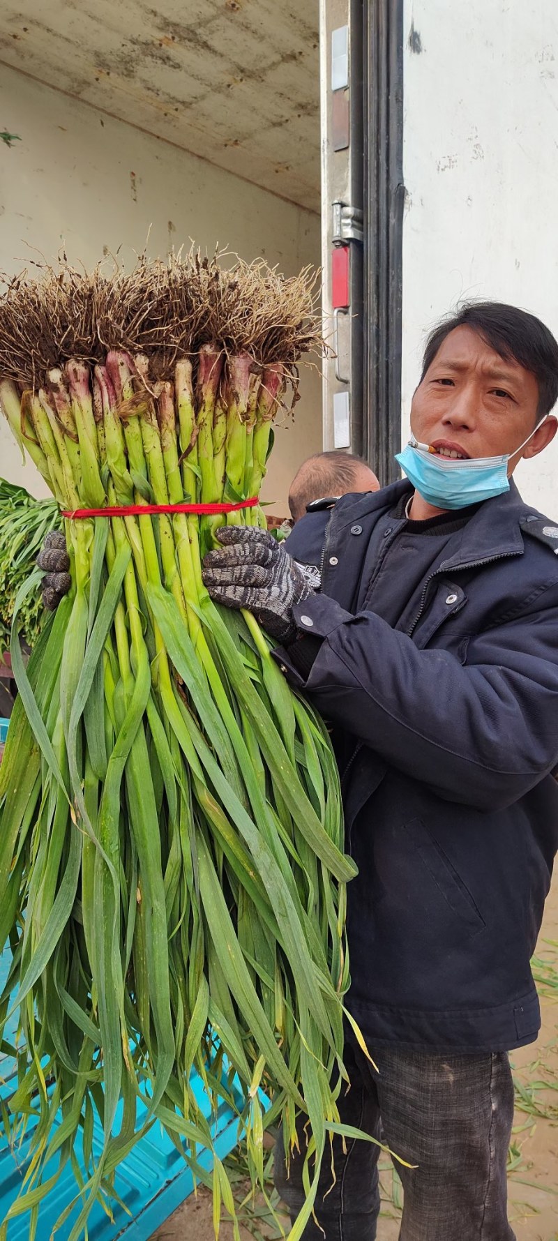 红根蒜苗产地货源充足发货全国每天发货五十吨欢迎您来实地洽