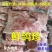 新鲜鸽子肉乳鸽生鲜农家散养煲汤滋补活体现杀土鸽子老鸽子