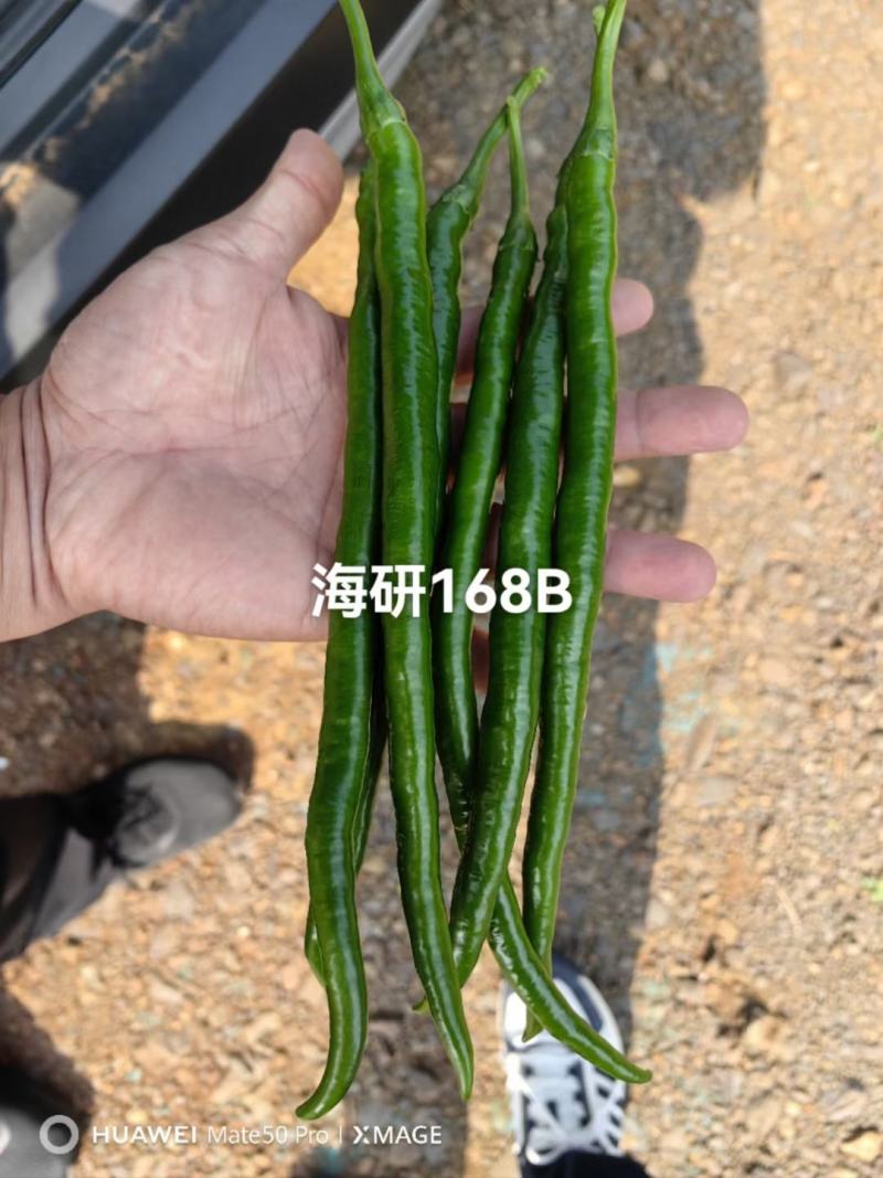 3号线椒种子，高产抗病顺直光滑，品质保障
