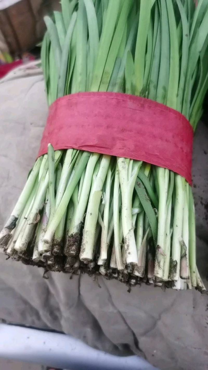 河北昌黎头刀小捆红根韭菜大量上市需要的联系