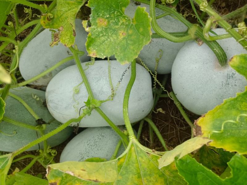 水果小冬瓜大量供应基地，供应电商市场各种规格