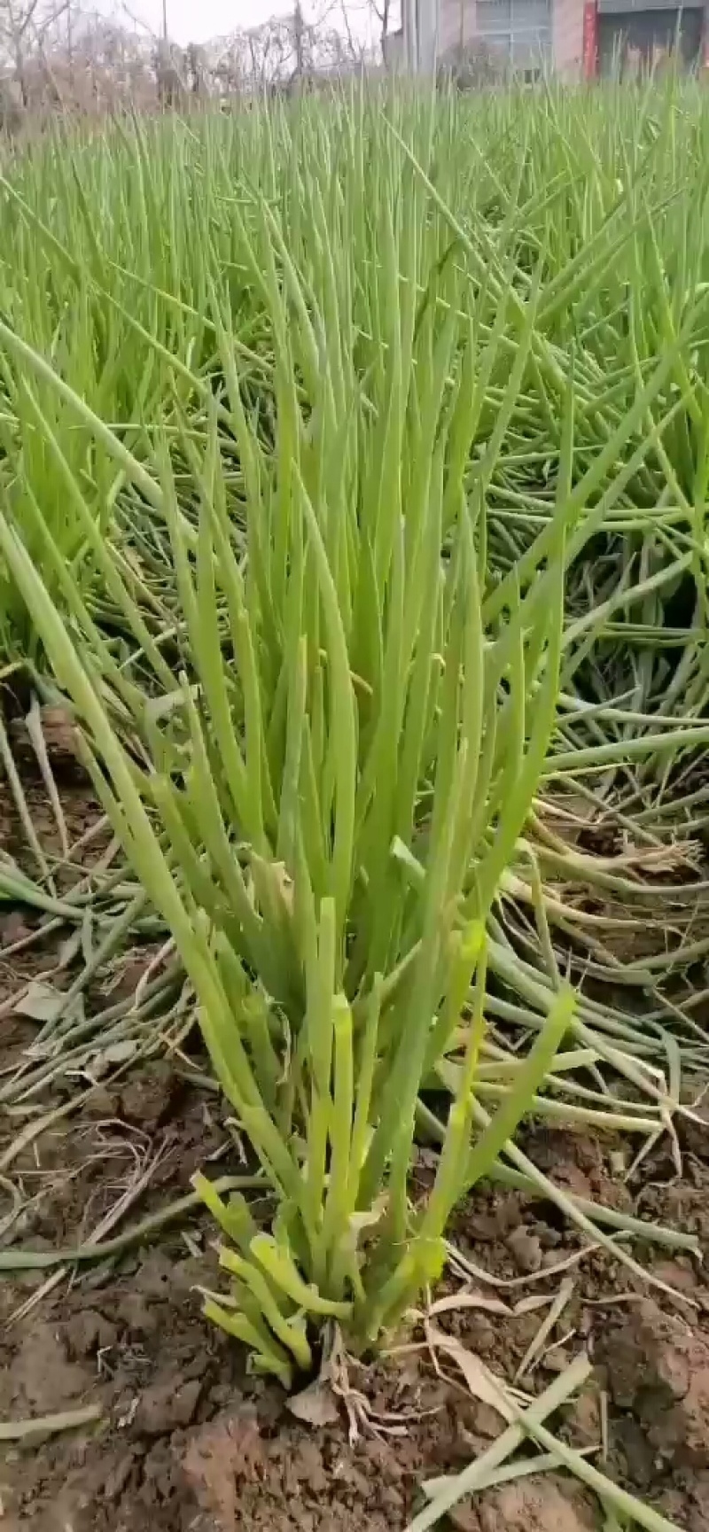 襄州黄分葱，自己露天种植，葱味十足