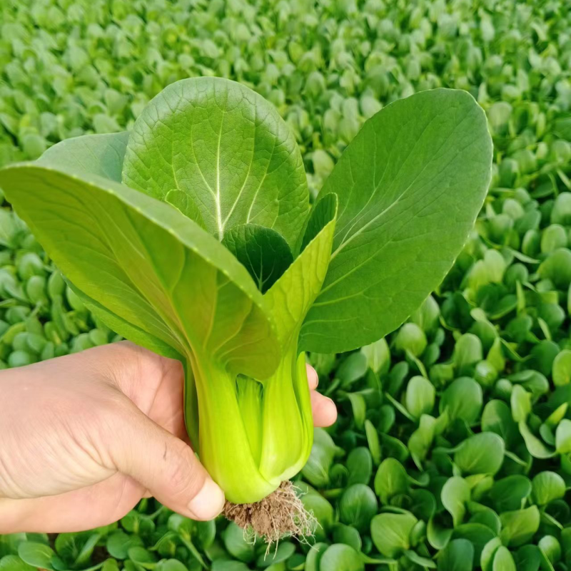 精品上海青曹县上海青产地直发油菜品质好大量供货中