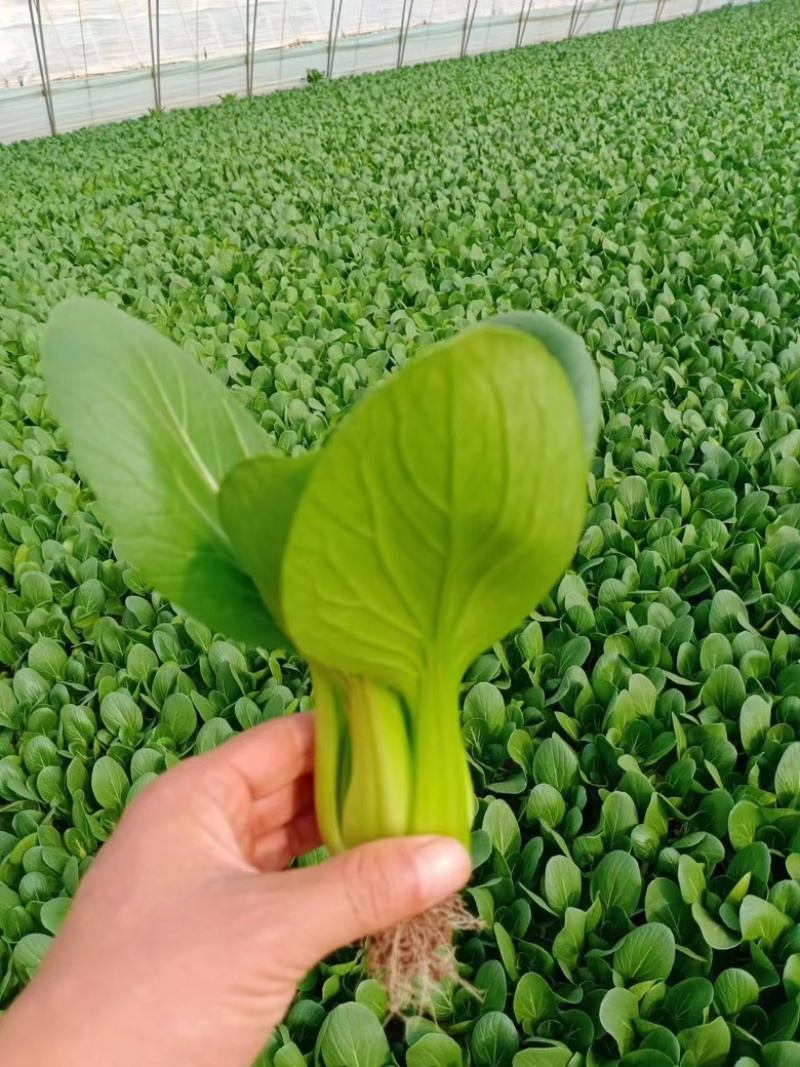 精品上海青曹县上海青产地直发油菜品质好大量供货中