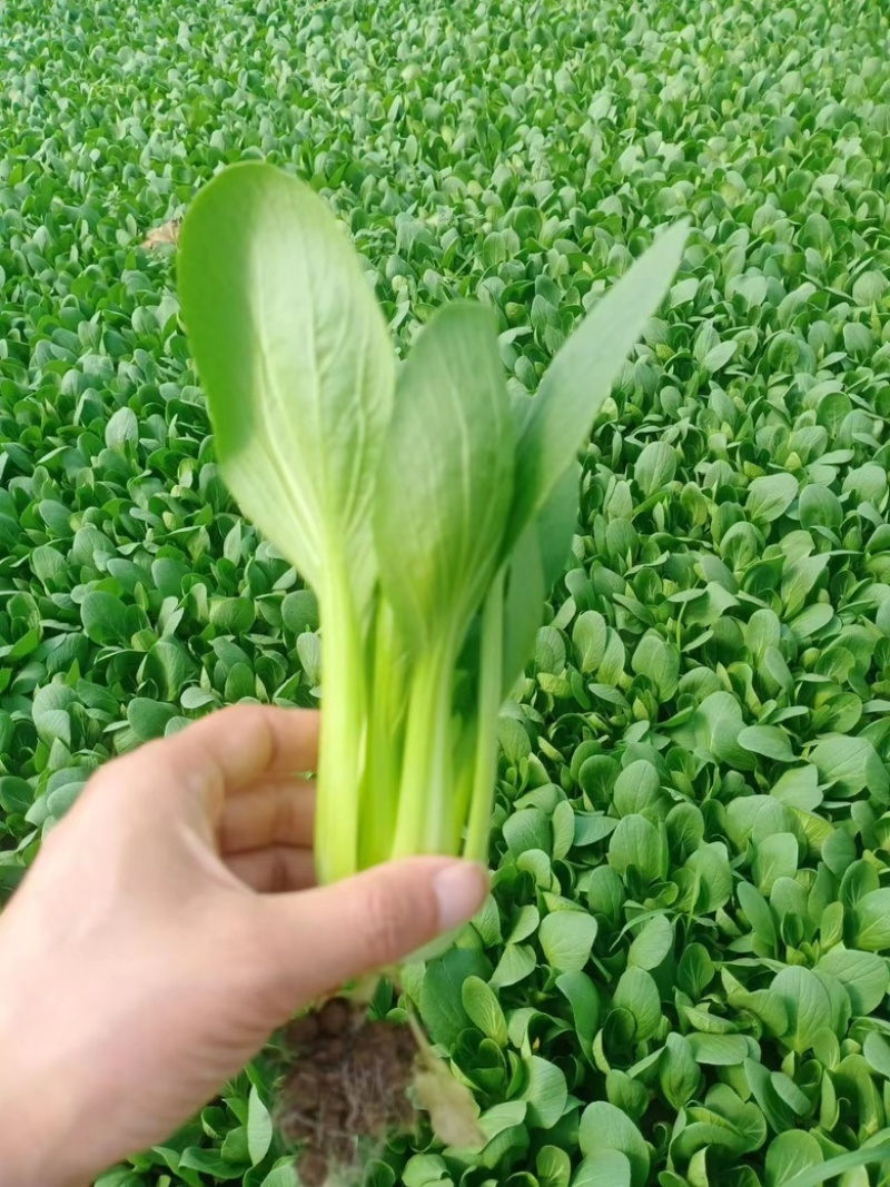 精品上海青曹县上海青产地直发油菜品质好大量供货中