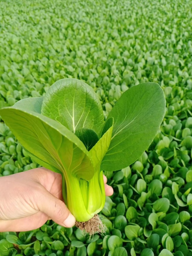 精品上海青曹县上海青产地直发油菜品质好大量供货中