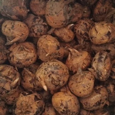 马碲