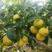 安岳尤力克柠檬基地种植，品质可以出口，货源充足，可洽谈