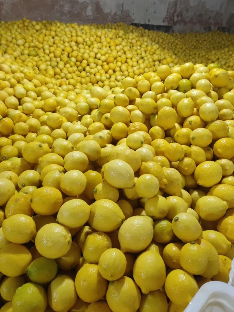 安岳尤力克柠檬基地种植，品质可以出口，货源充足，可洽谈
