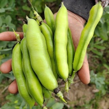 青蚕豆，老品种蚕豆，本地蚕豆，大量供应，走车价，每天更新