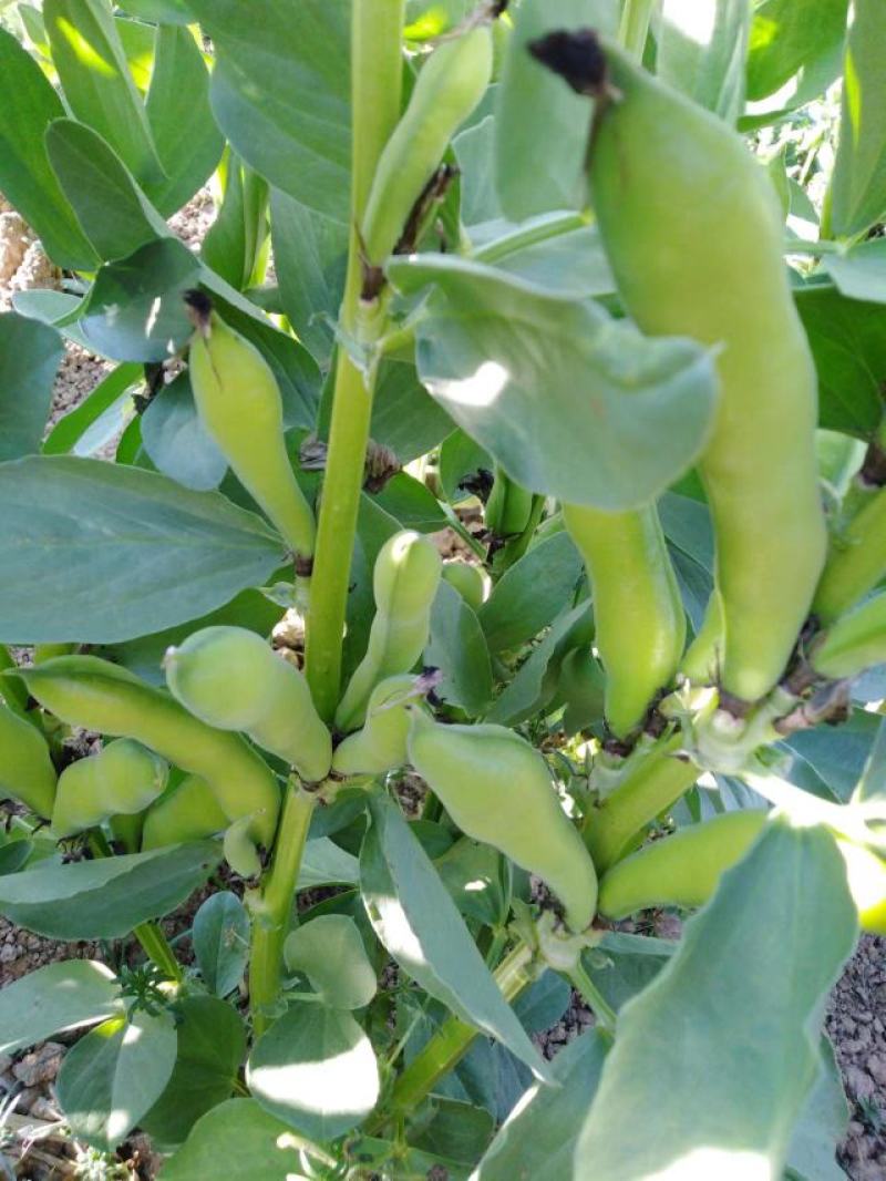 青蚕豆，老品种蚕豆，本地蚕豆，大量供应，走车价，每天更新