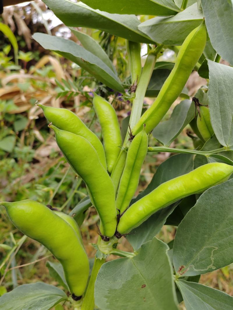 青蚕豆，老品种蚕豆，本地蚕豆，大量供应，走车价，每天更新