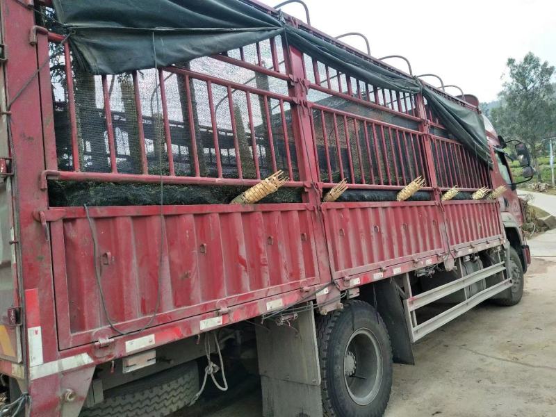 青蚕豆，老品种蚕豆，本地蚕豆，大量供应，走车价，每天更新