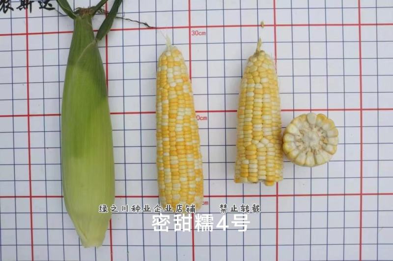 密甜糯4号玉米种籽高产大棒甜加糯黄白双色甜糯玉米种子