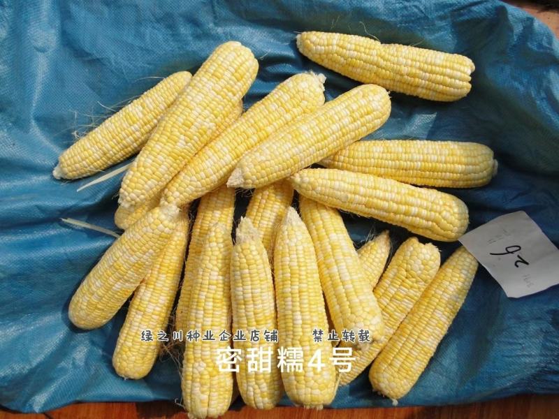 密甜糯4号玉米种籽高产大棒甜加糯黄白双色甜糯玉米种子