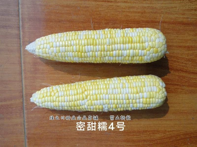 密甜糯4号玉米种籽高产大棒甜加糯黄白双色甜糯玉米种子