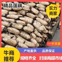 江苏省宝应县精品红芽粉藕，是批发市场理想的选择。