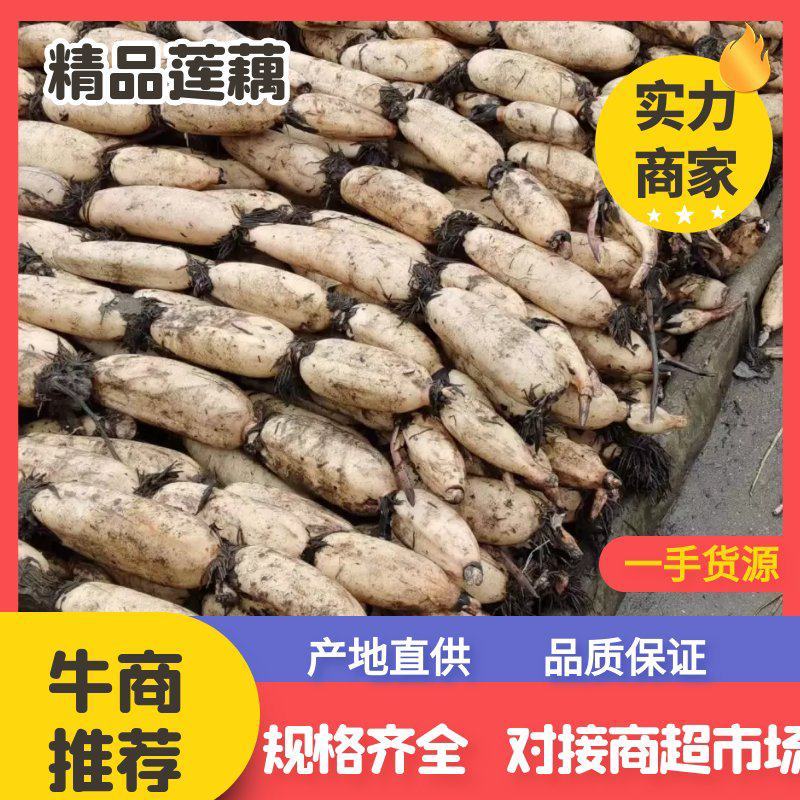 江苏省宝应县精品红芽粉藕，是批发市场理想的选择。