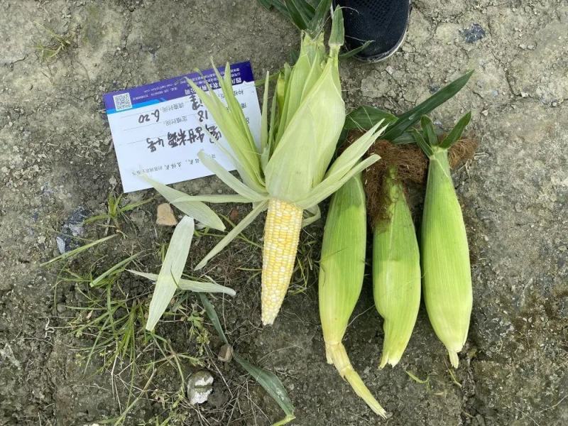 密甜糯4号玉米种籽高产大棒甜加糯黄白双色甜糯玉米种子