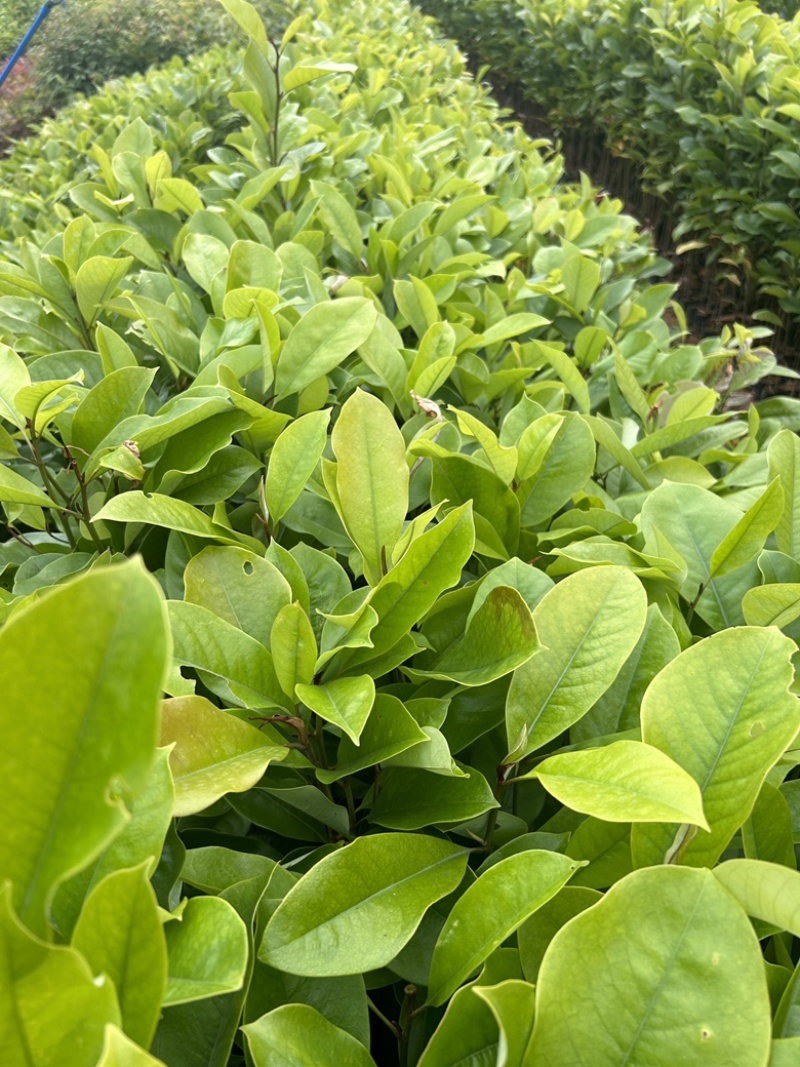 精品火力楠营养杯苗基地种植自产自销欢迎咨询订购