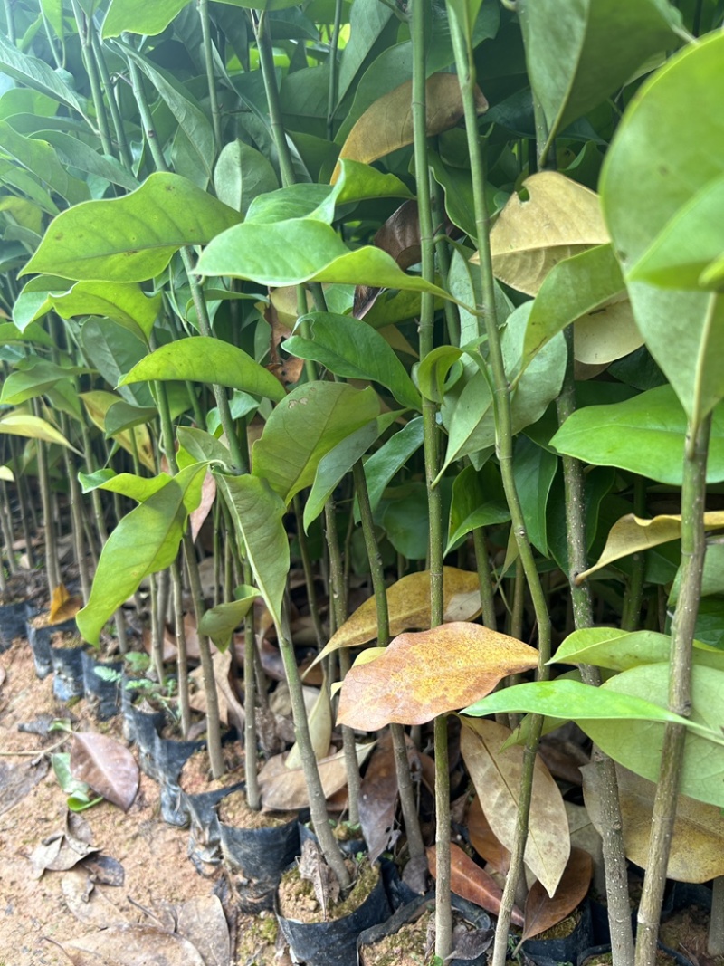 精品火力楠营养杯苗基地种植自产自销欢迎咨询订购