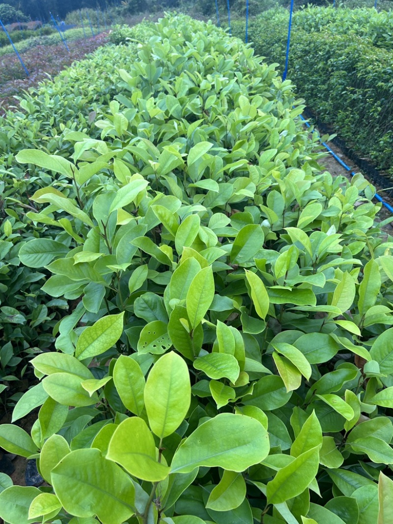 精品火力楠营养杯苗基地种植自产自销欢迎咨询订购