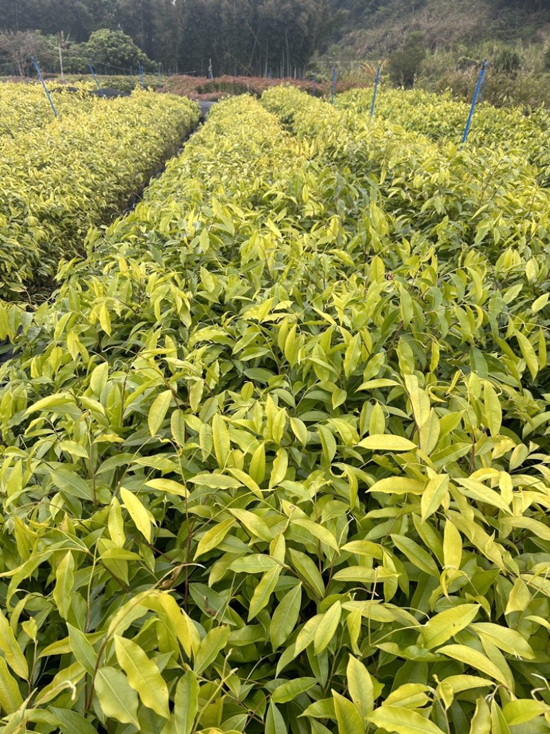 土沉香杯苗批发基地量大从优可视频看货欢迎采购