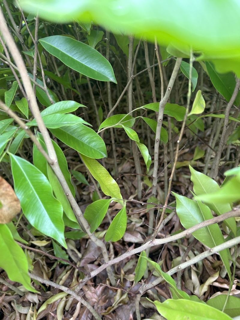 土沉香杯苗批发基地量大从优可视频看货欢迎采购