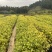 土沉香杯苗批发基地量大从优可视频看货欢迎采购