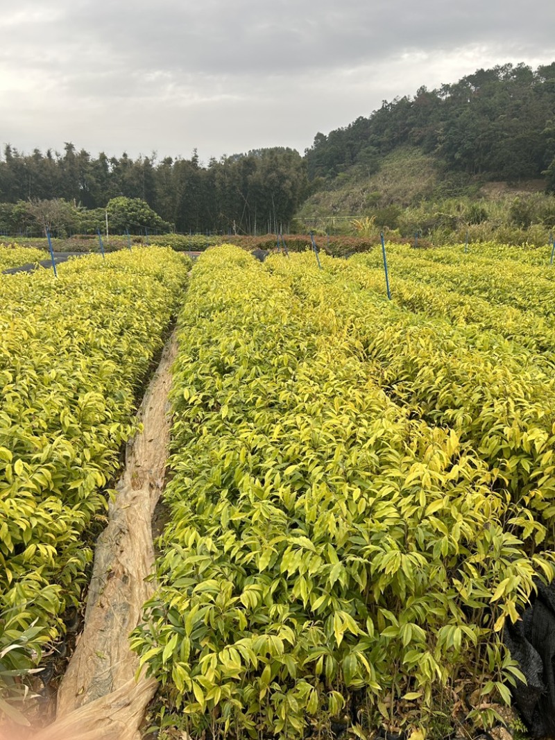 土沉香杯苗批发基地量大从优可视频看货欢迎采购