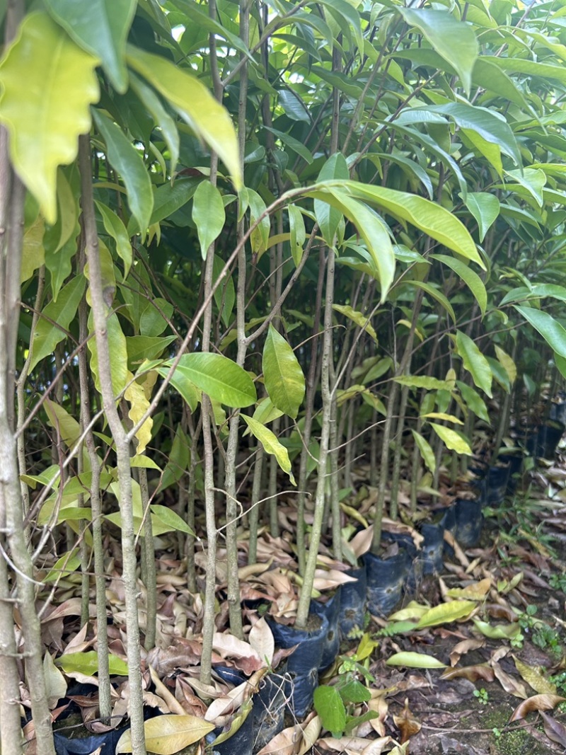 土沉香杯苗批发基地量大从优可视频看货欢迎采购