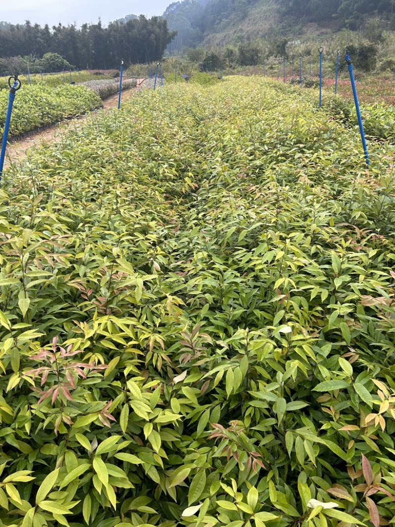 红椎杯苗实地现拍绿化苗木量大从优可视频看货