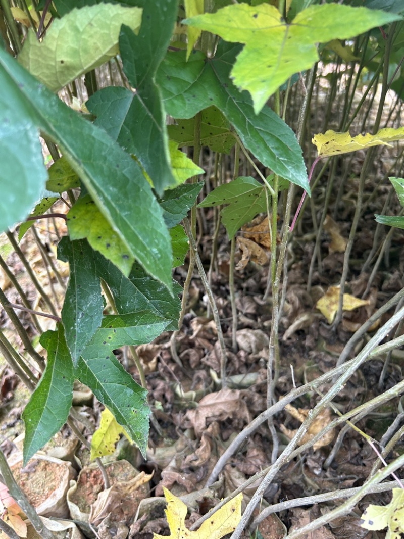 枫香树苗专业种植各种绿化苗木常年销售全国欢迎咨询