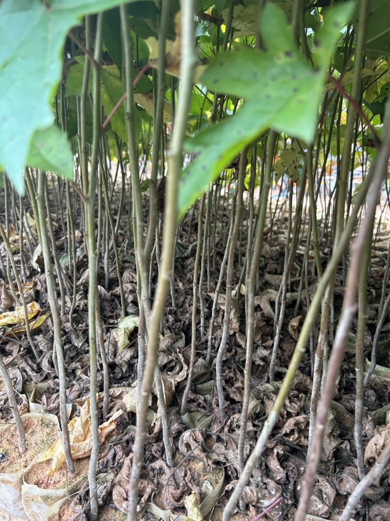 枫香树苗专业种植各种绿化苗木常年销售全国欢迎咨询