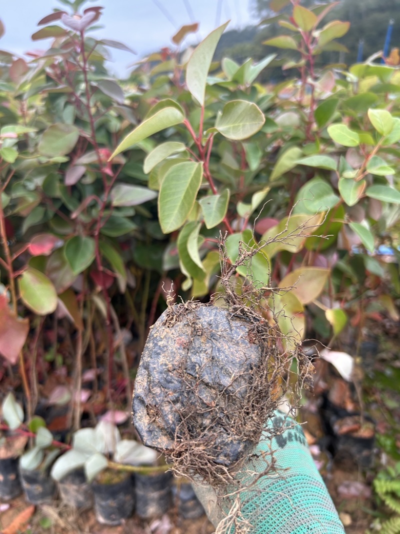 红花荷苗木种植基地品种多规格齐全满足你的所有要货需求