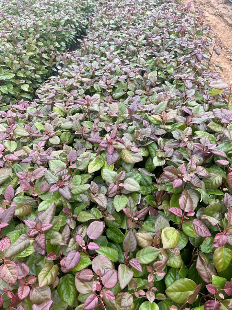 红花荷苗木种植基地品种多规格齐全满足你的所有要货需求