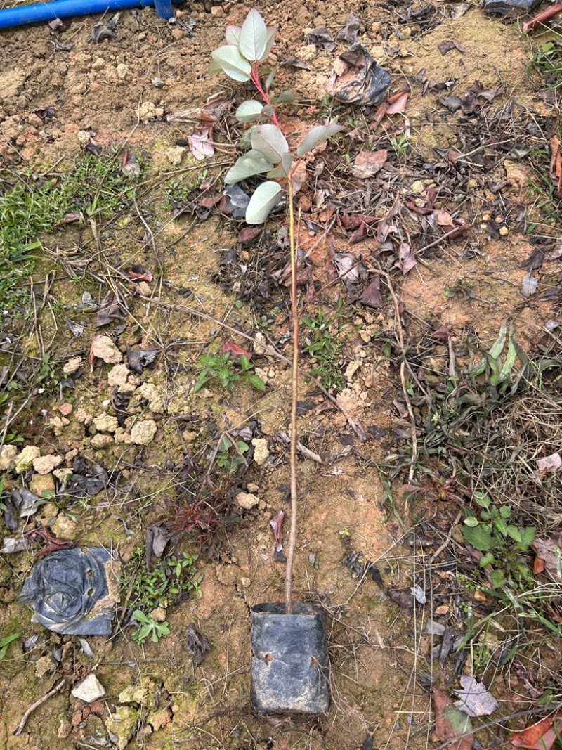 红花荷苗木种植基地品种多规格齐全满足你的所有要货需求