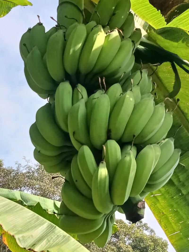 芭蕉，香蕉，精品好货