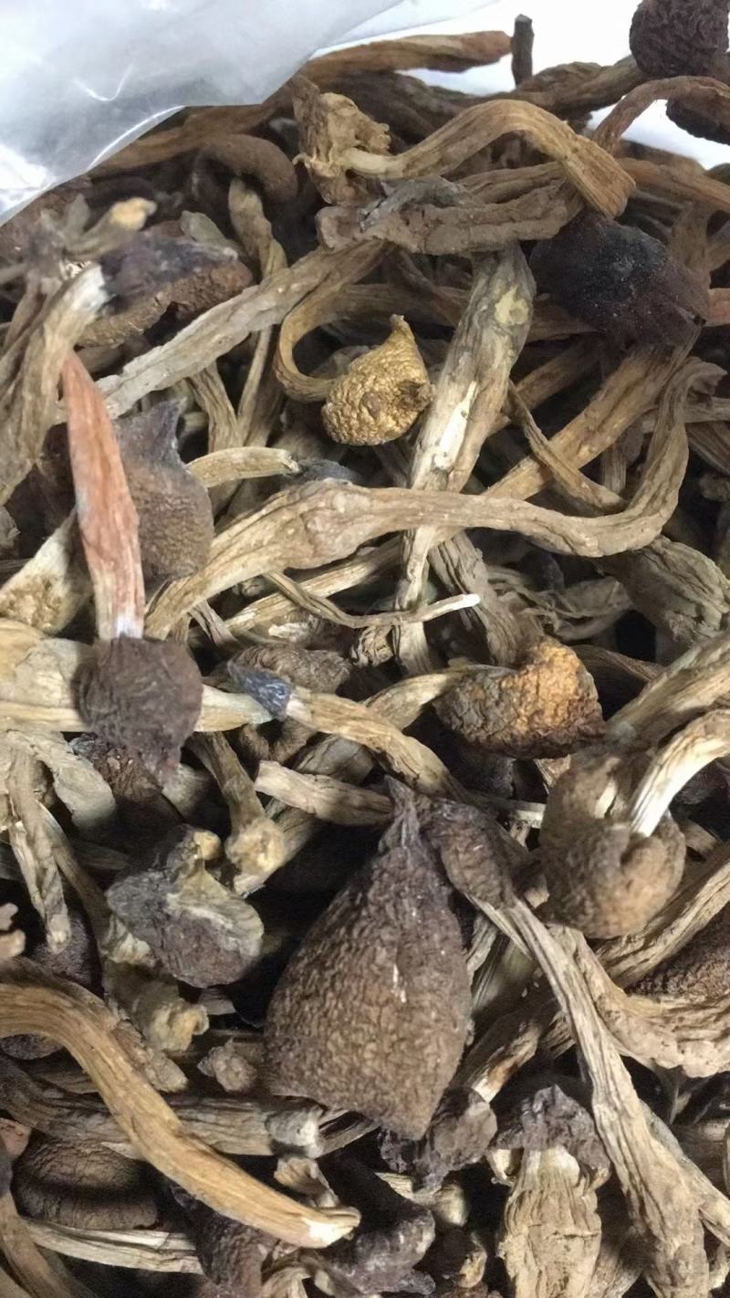 真正荔枝干—增城荔枝菌