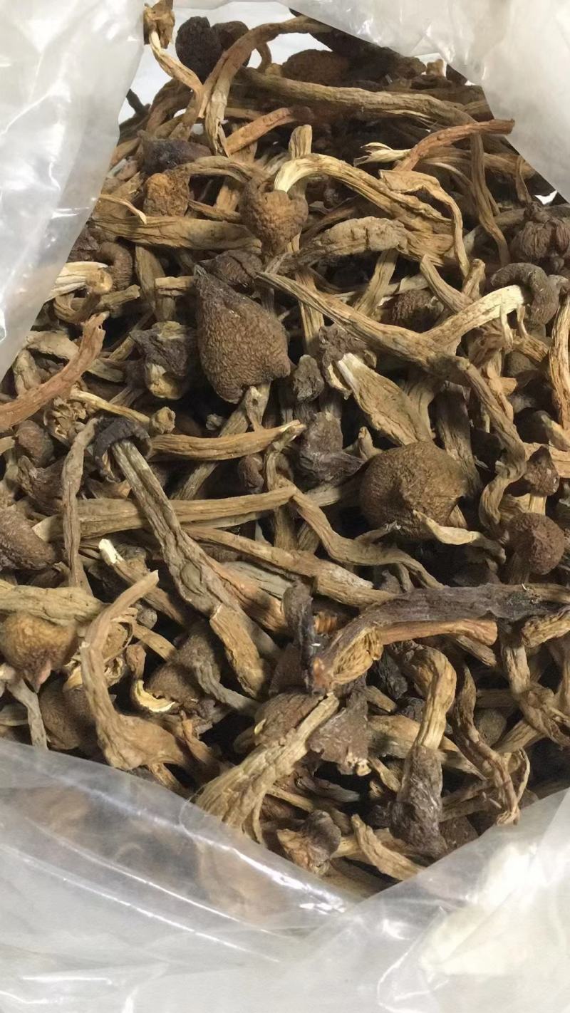 真正荔枝干—增城荔枝菌