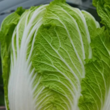 大白菜需要的一亩田与我联系