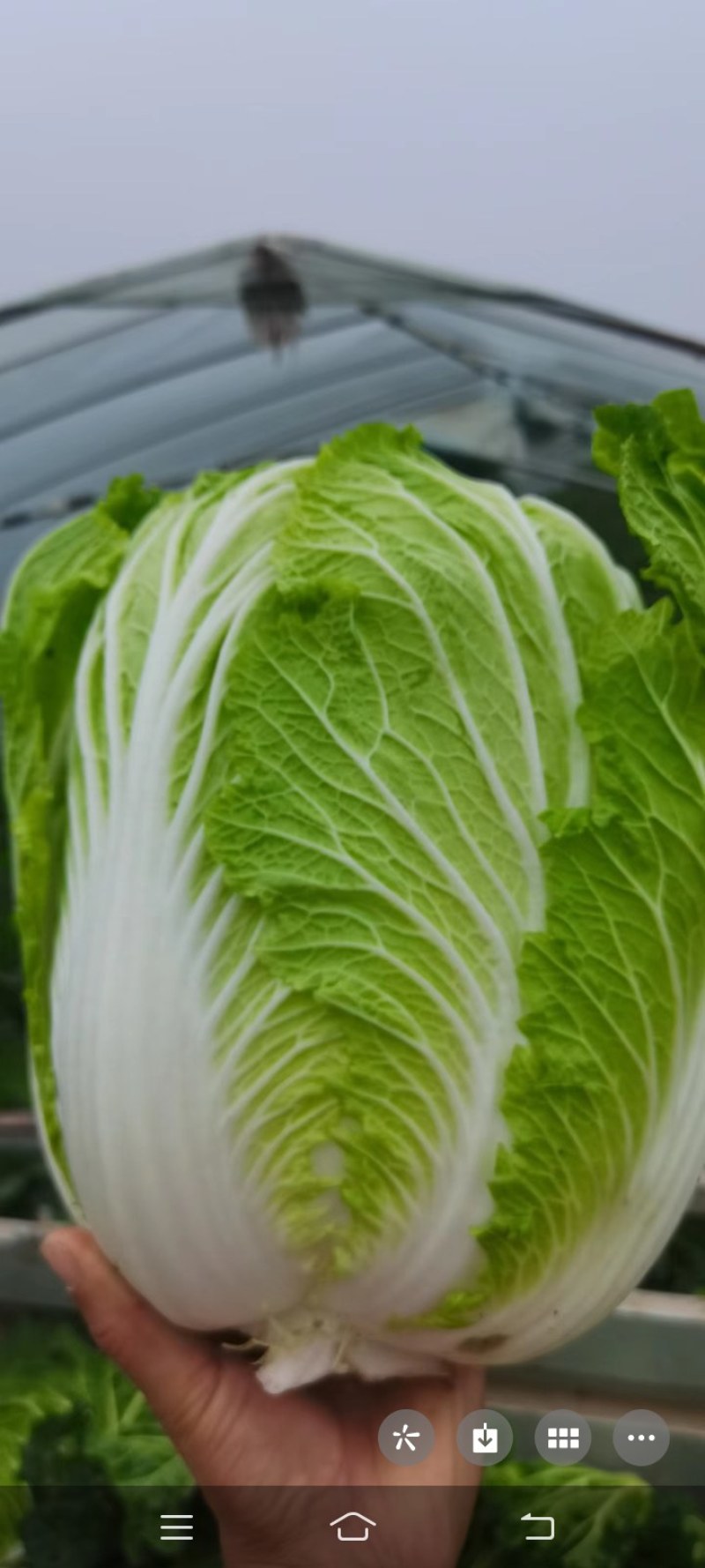 大白菜需要的一亩田与我联系