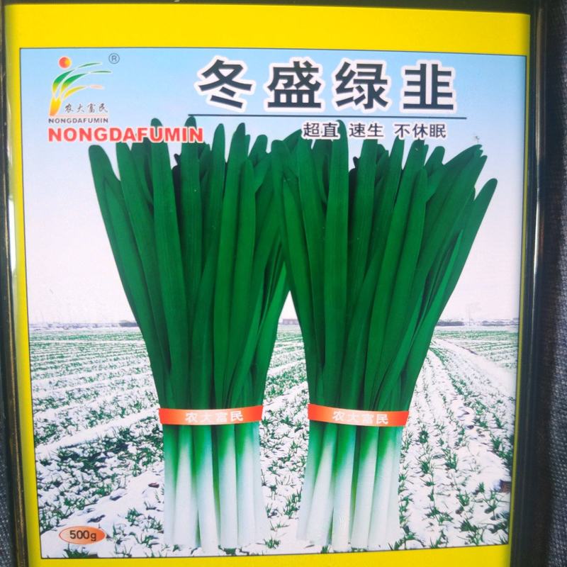 不休眠冬盛绿韭叶宽色深绿产量好优质抗性好直立类型
