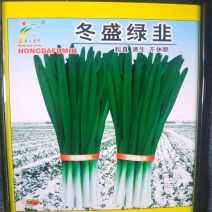 不休眠冬盛绿韭叶宽色深绿产量好优质抗性好直立类型