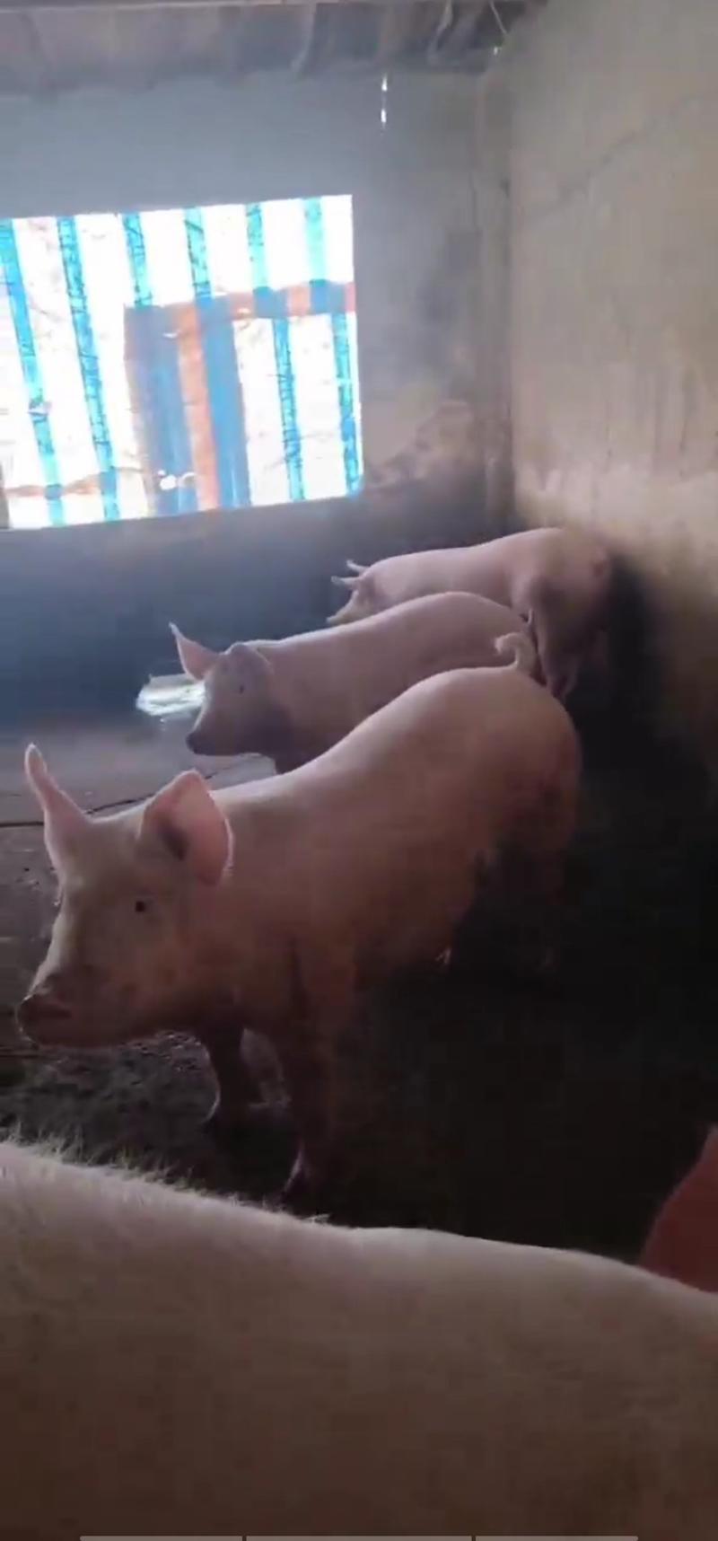 三元猪，250斤到350斤100头，饲料喂养，生猪，🐖
