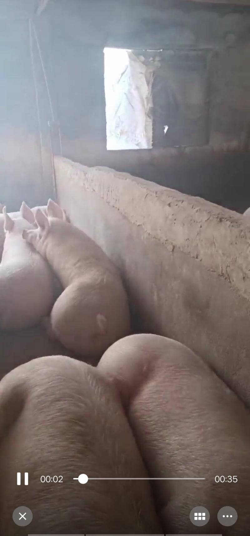 三元猪，250斤到350斤100头，饲料喂养，生猪，🐖