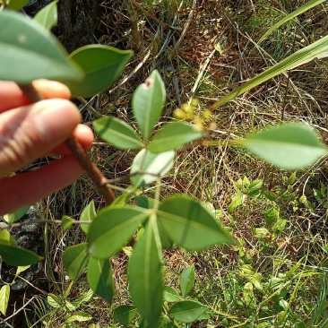 飞龙掌血