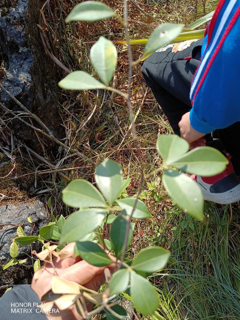 飞龙掌血