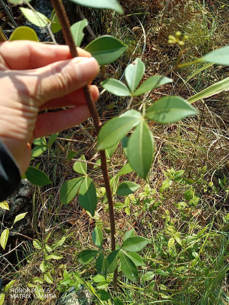 飞龙掌血