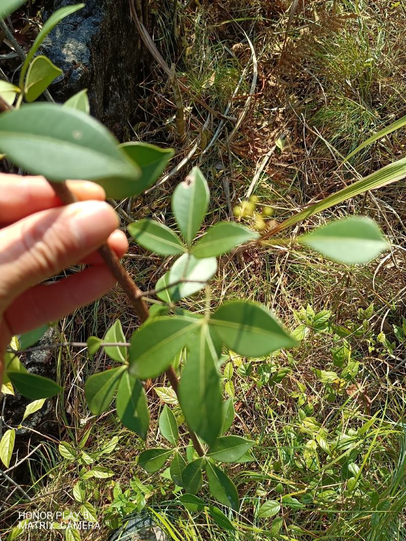 飞龙掌血